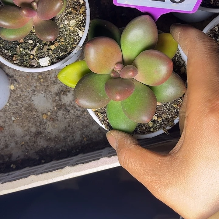 多肉植物芒果奶826