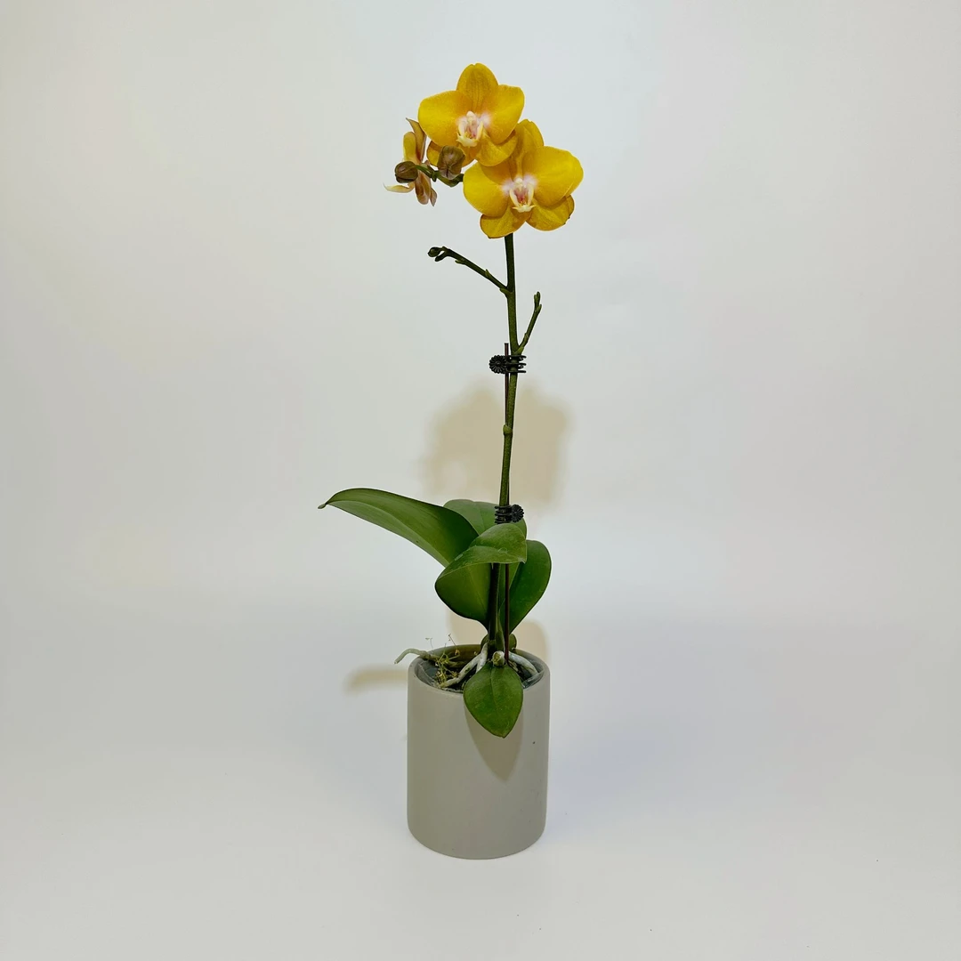 四季兰业专属【拉斯维加斯】蝴蝶兰花卉绿植美观趣味客厅家里