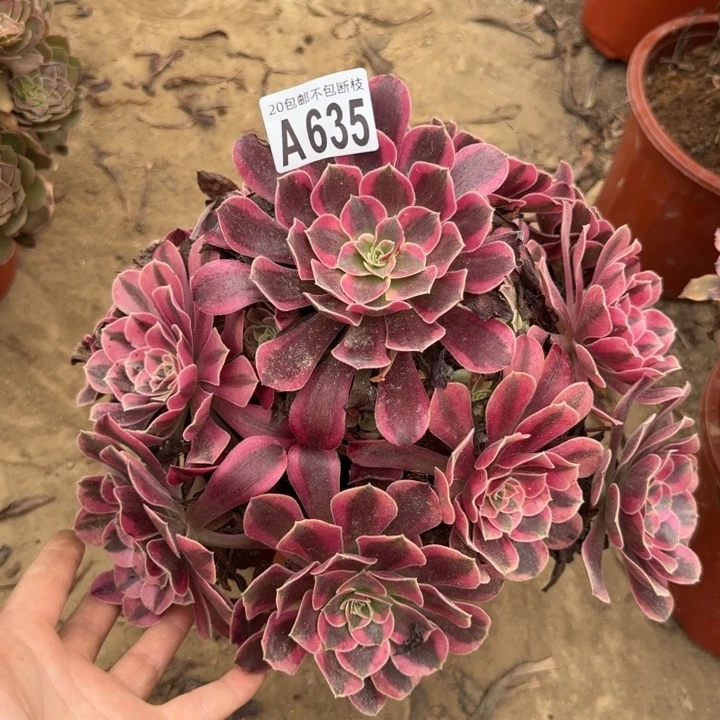 美杜……多肉植物……