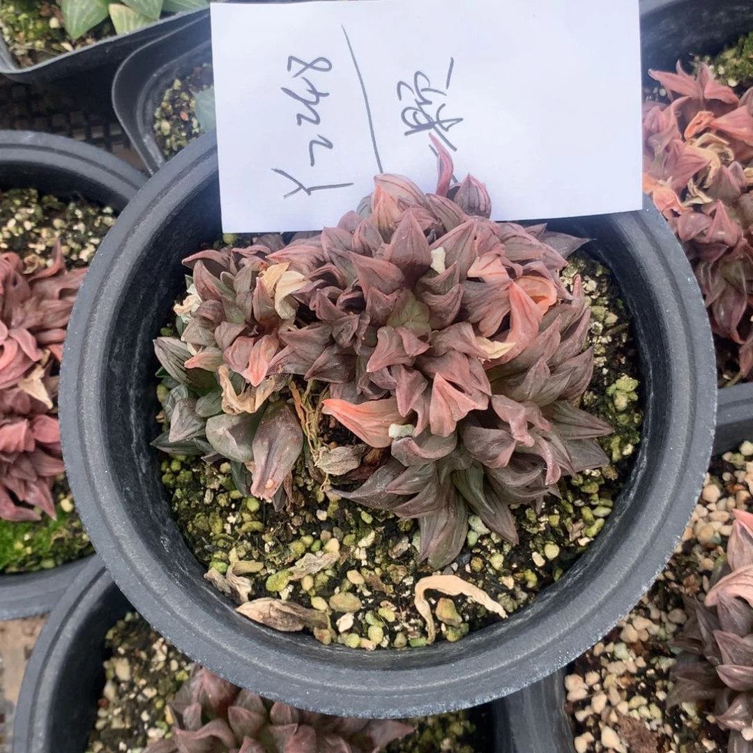 花*树2248。一颗西瓜寿。