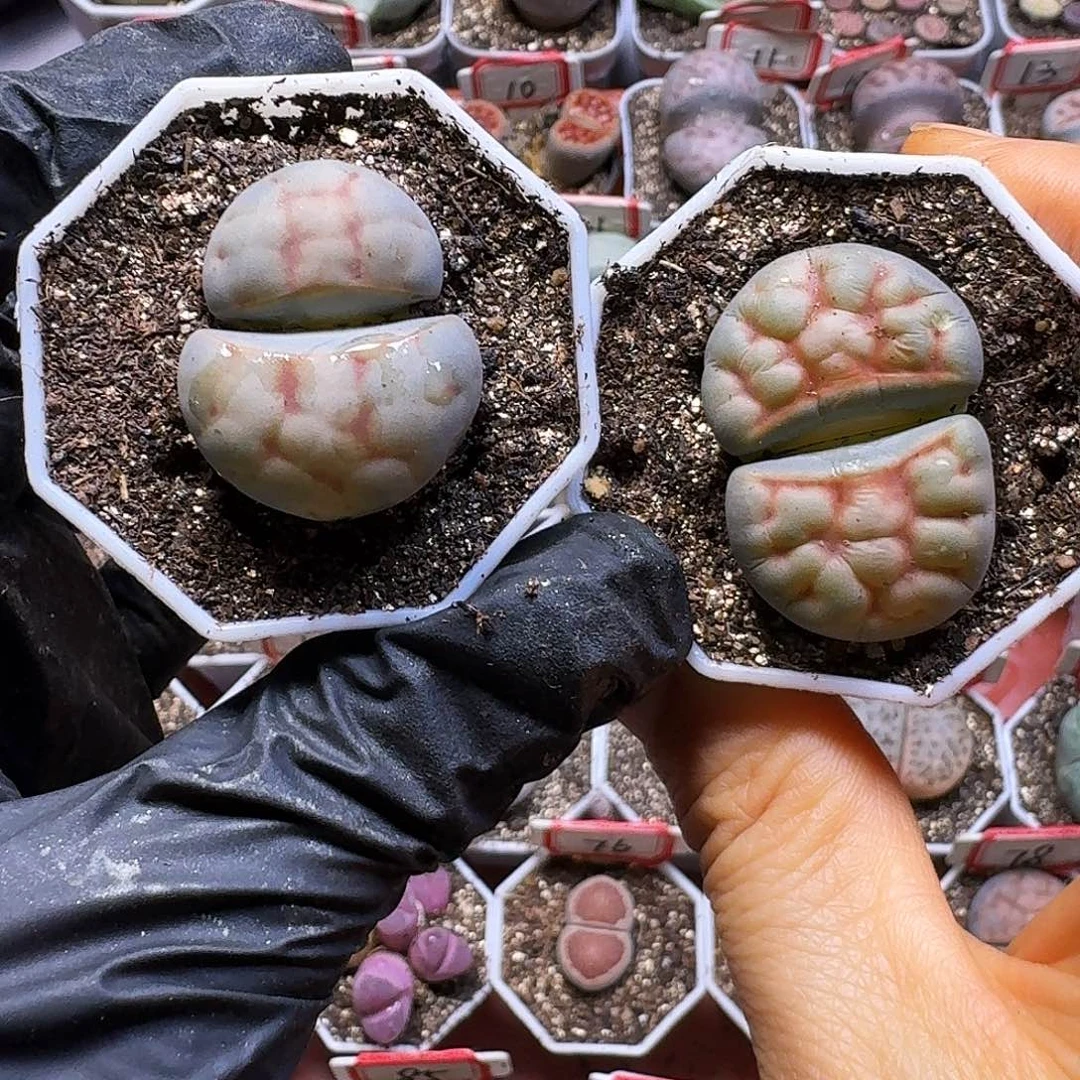 生石花232//。  107