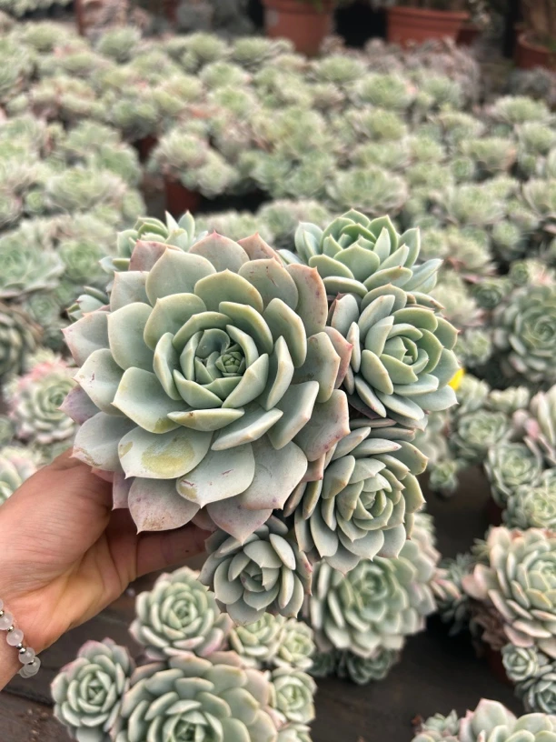 爆崽恋曲  多肉植物  脱土发货