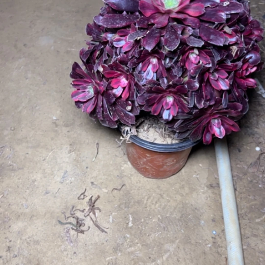 【闪购商品】多肉植物梦娜莉莎31