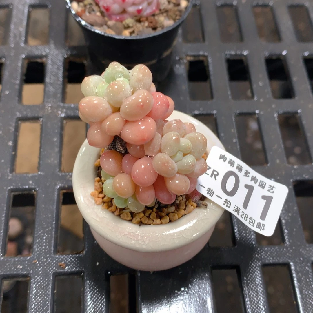 肉萌萌拇指盆精控多肉ZR011