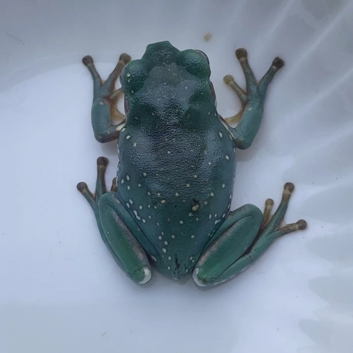 老爷树蛙24h蓝子代12号