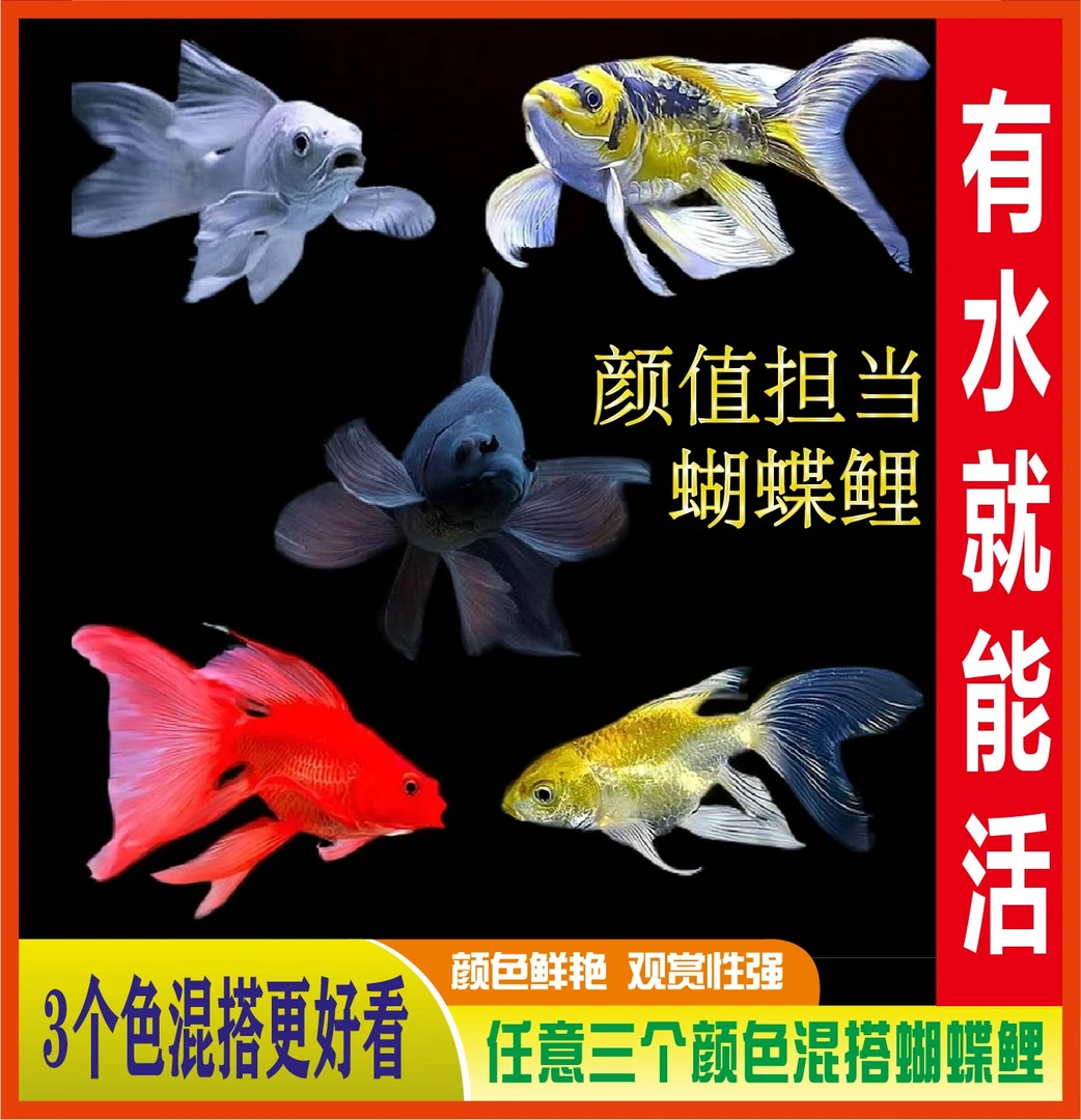 3条颜色混搭蝴蝶鲤红金白金墨蝶玛雅淡水观赏鱼苗活体冷水鱼