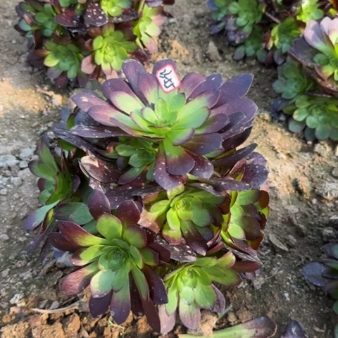 23-55黑膜地理亮牌10一个多肉