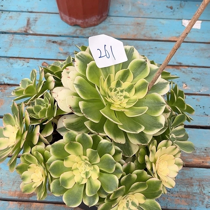 261伊丽莎白朵朵发发发