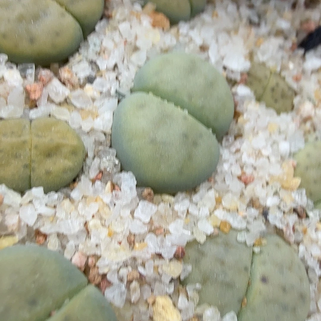 是因为她太喜欢了所以588哈哈