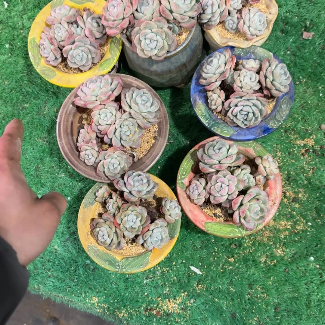 冰玉群生无砍多肉