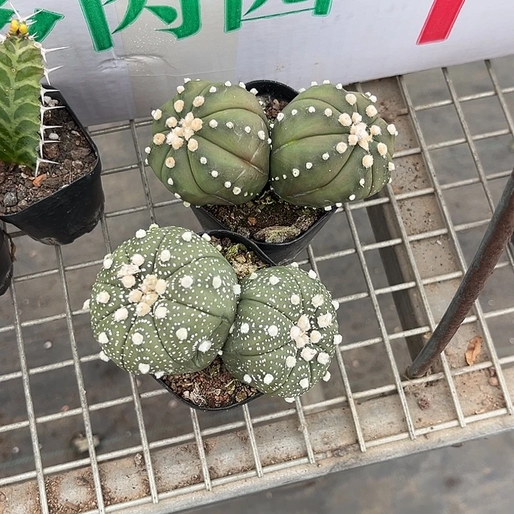 我也不知道我为什么要