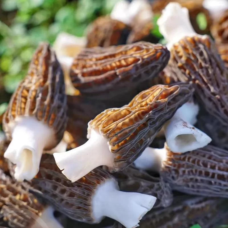 (福利）流泽羊肚菌鲜货150g