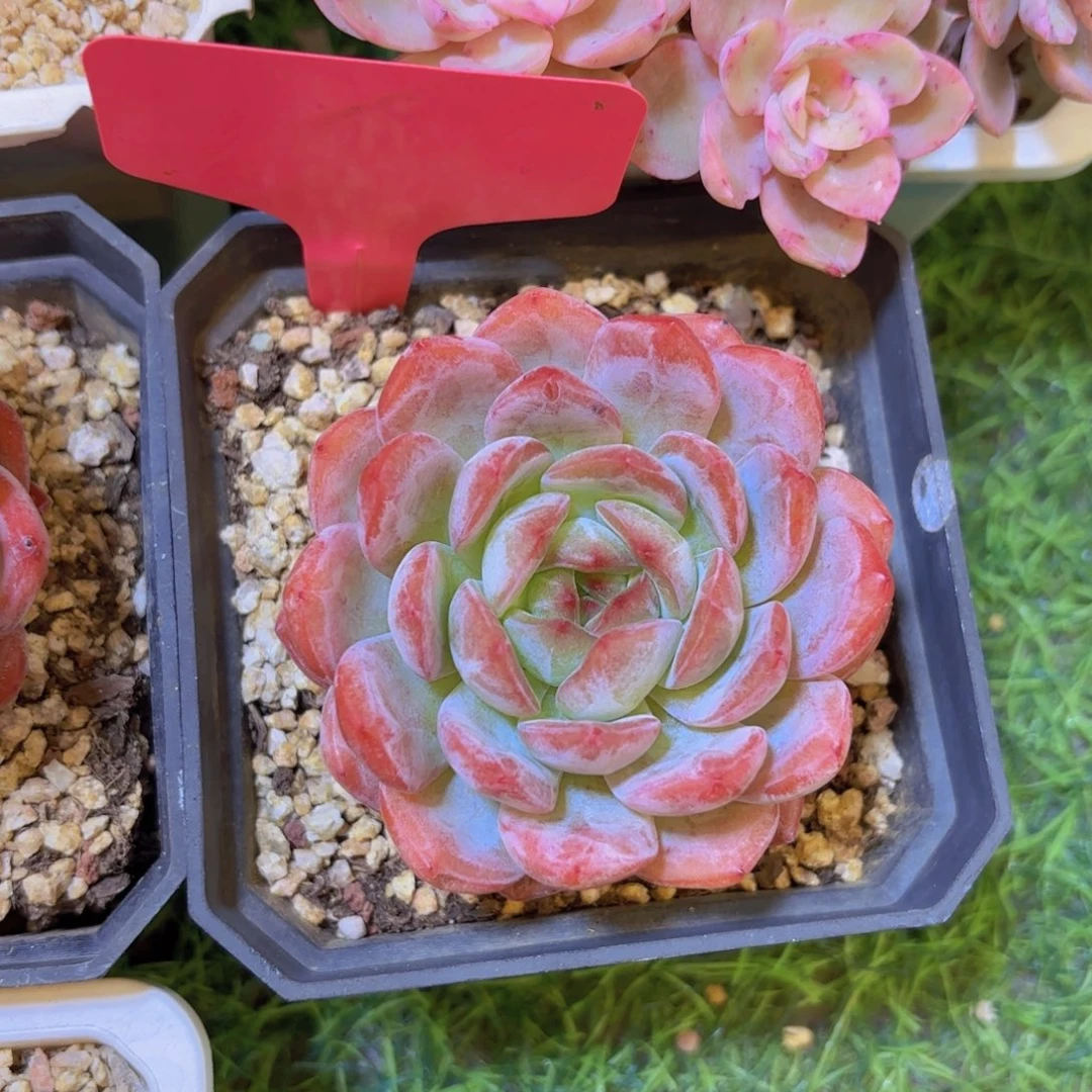 迷***向云南金致家精品多肉