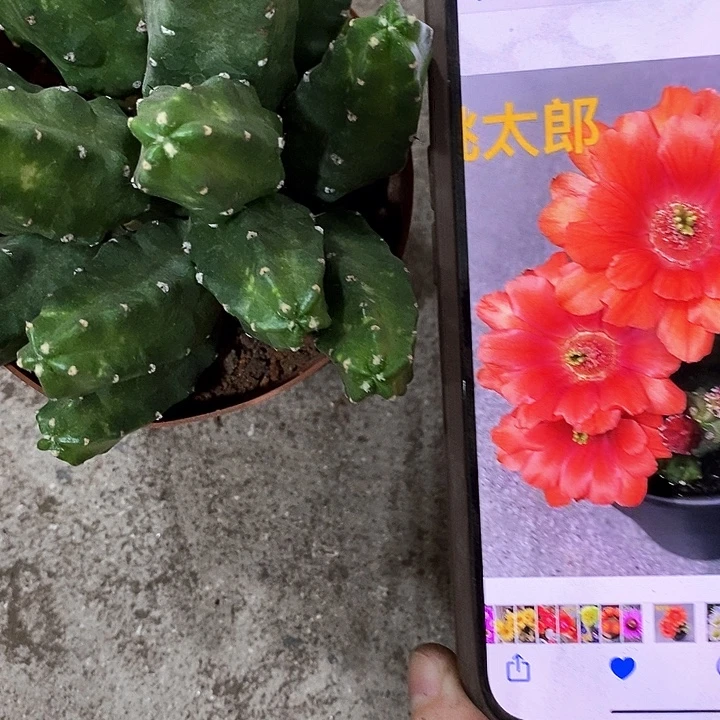 桃太郎仙人球，2679900