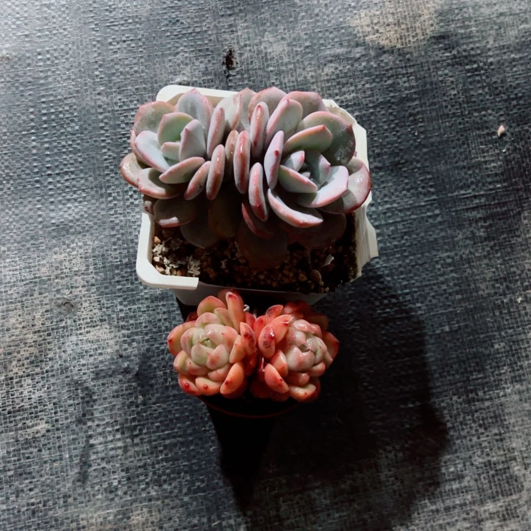 奶茶是买，另一个是中奖的肉植物多肉植物