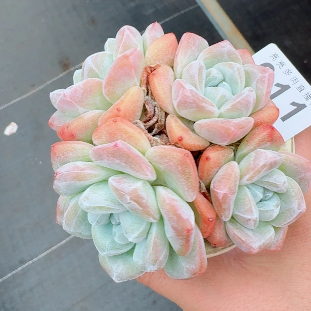 冰玉老桩            精美多肉植物