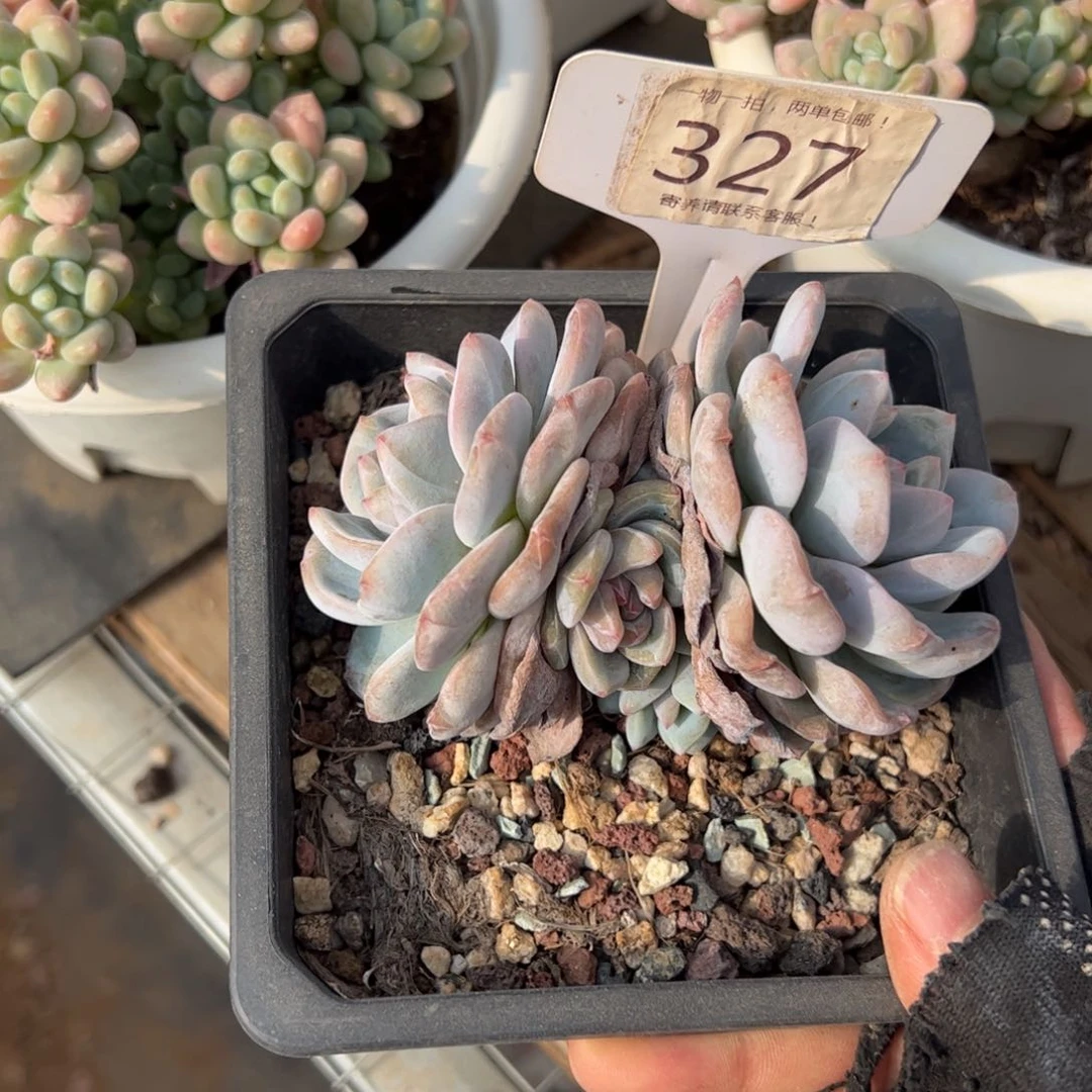 橘*?327号多肉植物