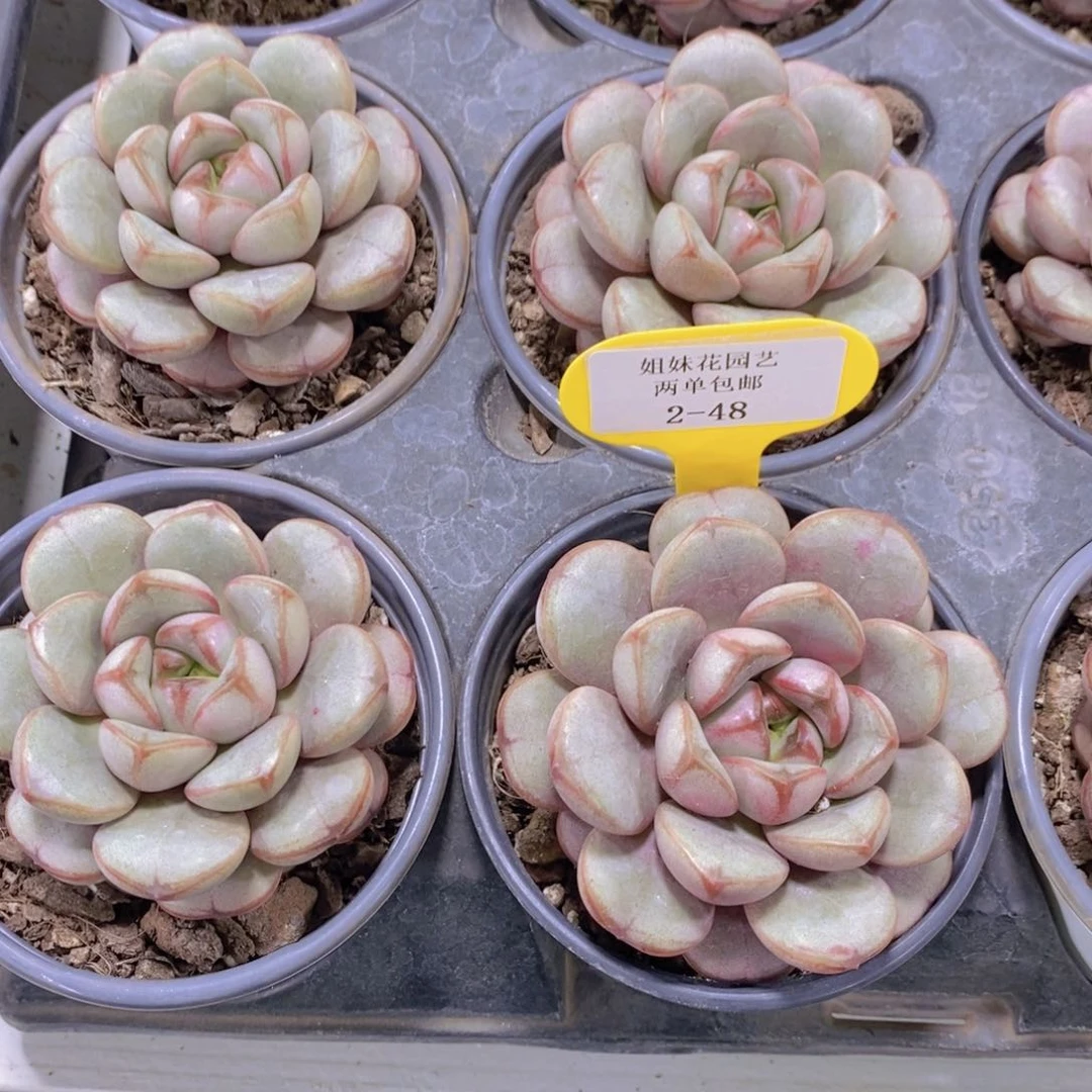 2-48-韩版葡萄单头一个