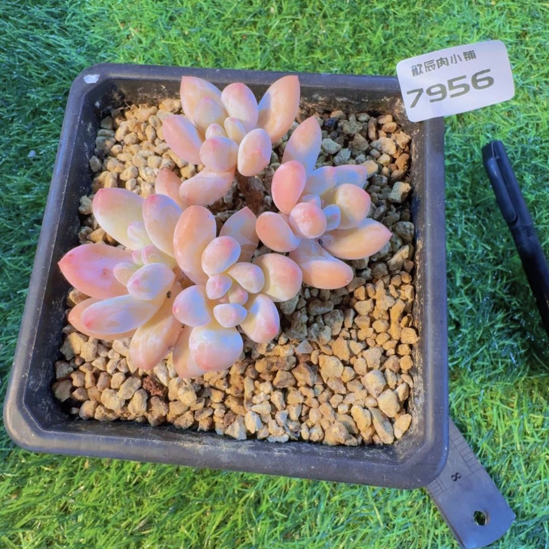 多肉植物香水老桩7956