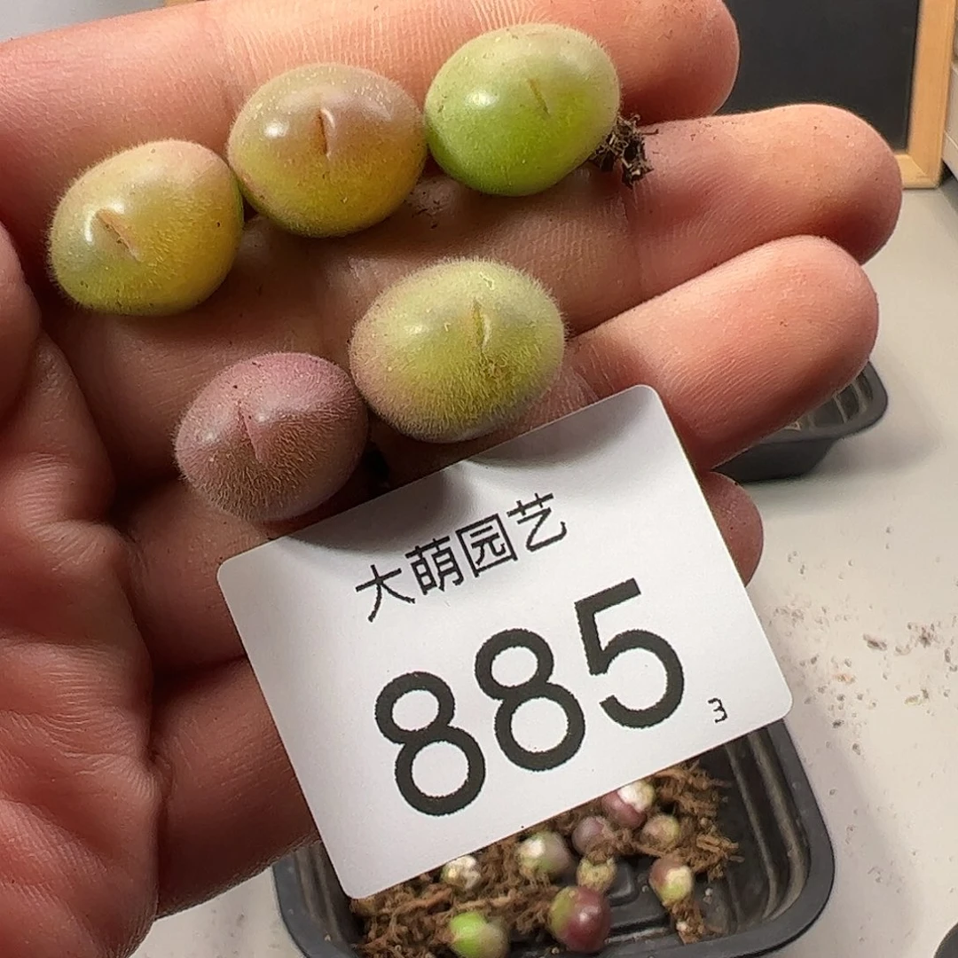 0000885量拍长毛翠滴5颗