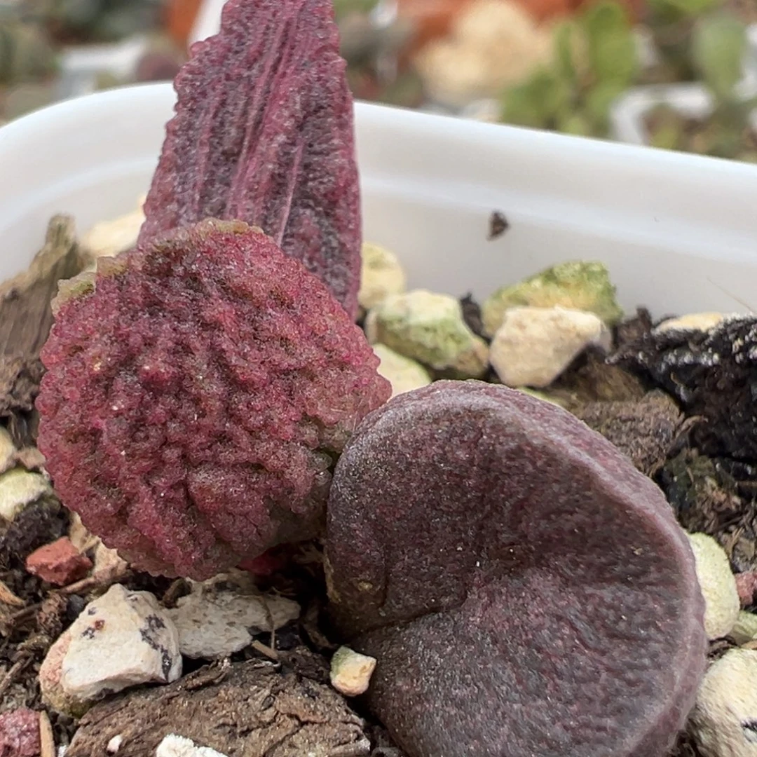 实生新品大苗多肉植物