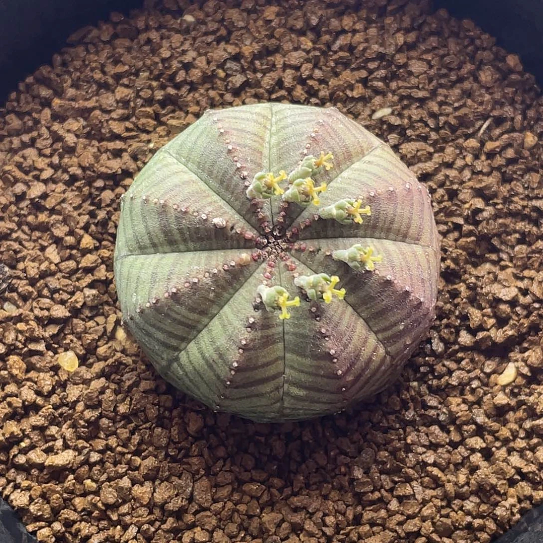 母球 实生紫肌神玉欧系布纹球