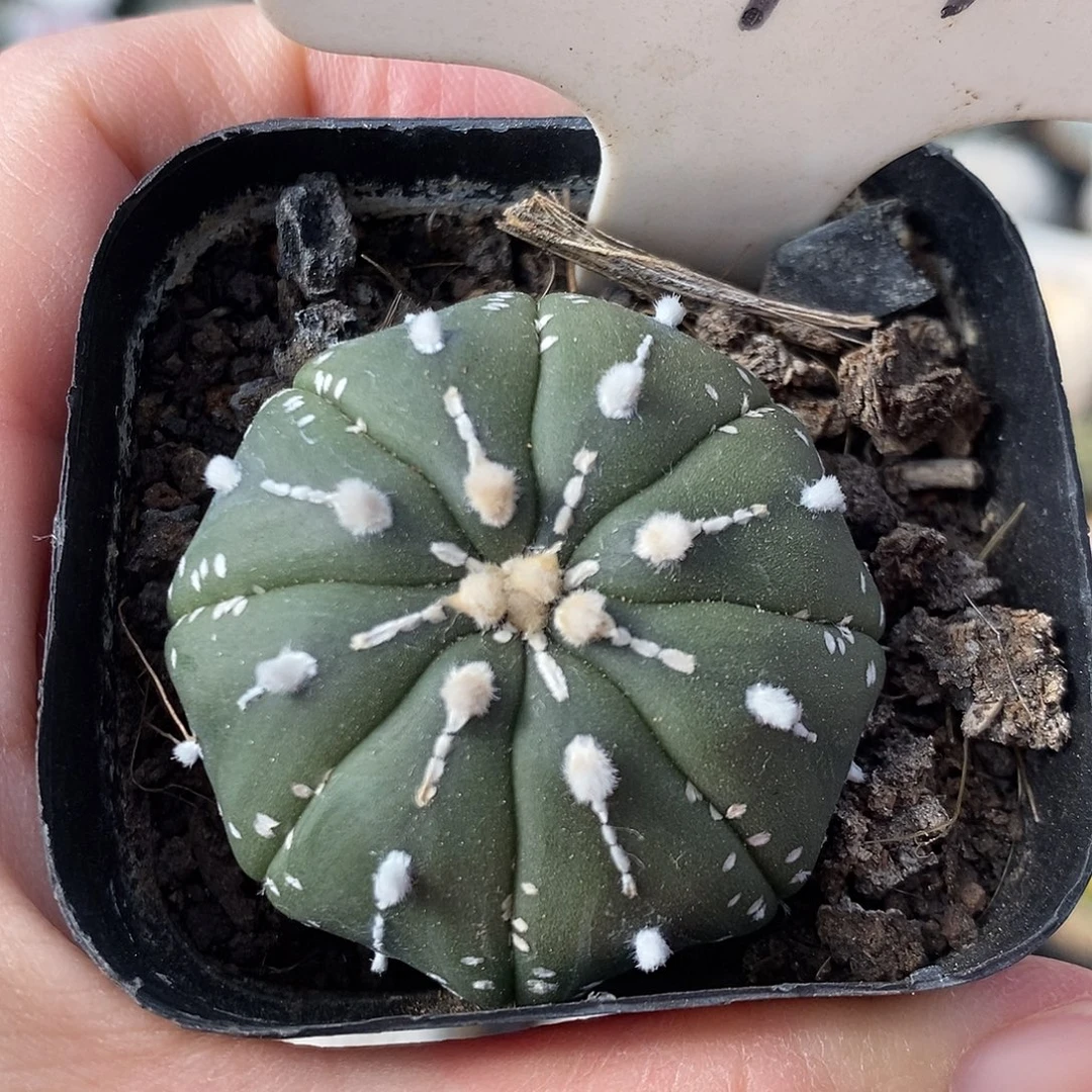 194琉璃兜系列福利来袭