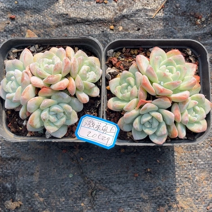 激***上冰玉多肉十方盆两个，，，