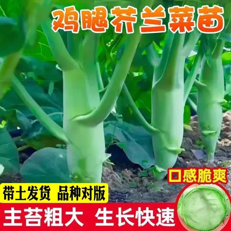 高产鸡腿芥兰菜秧苗四季可种甜脆可口适合阳台盆栽带土发货