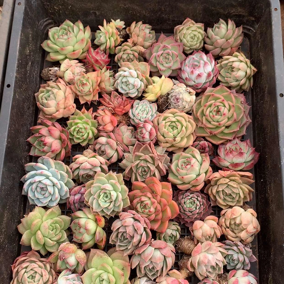 【闪购商品】云05号