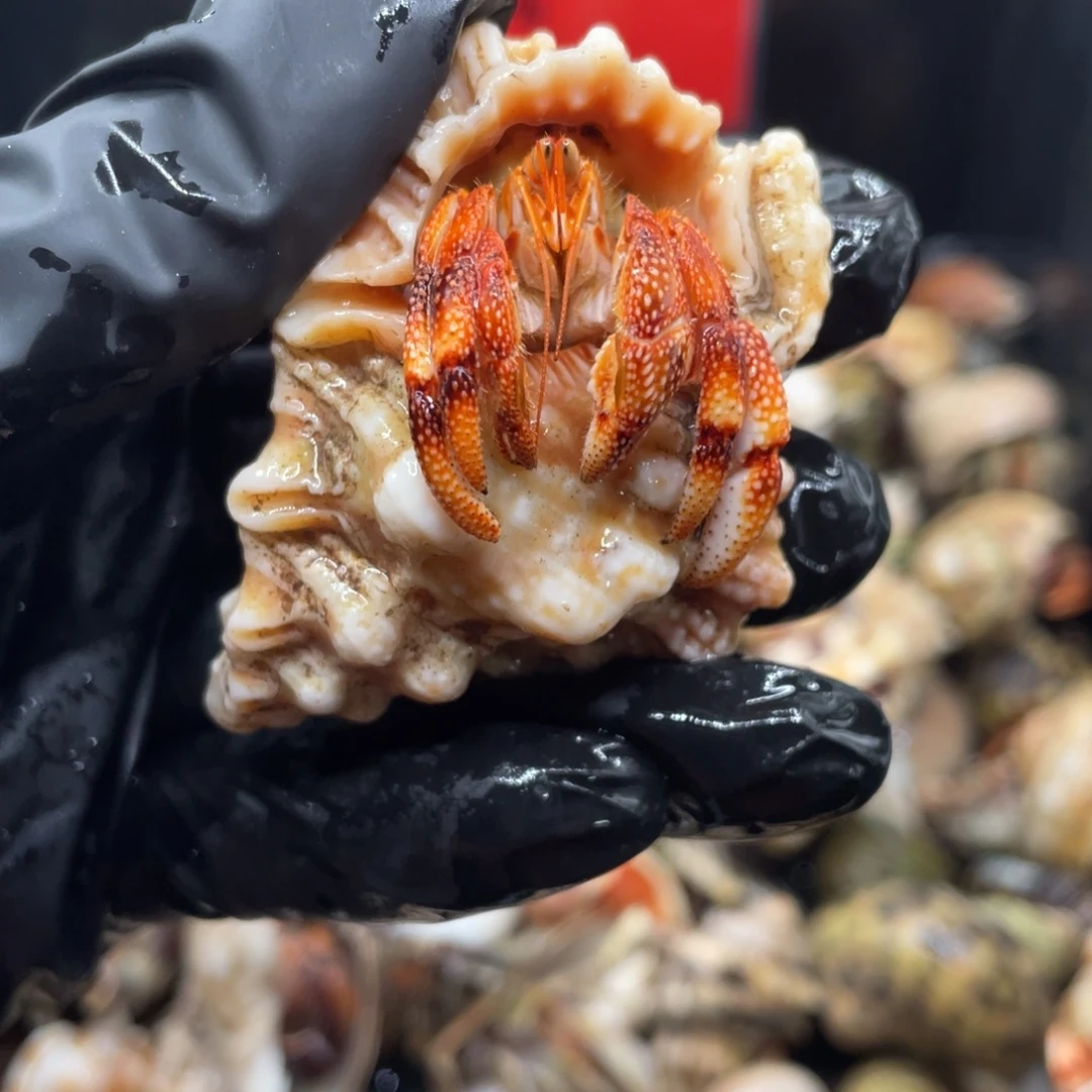 不退不换谢谢支持67