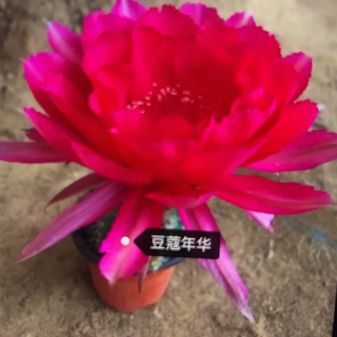 豆蔻年华彩瑕疵侧牙20包邮55