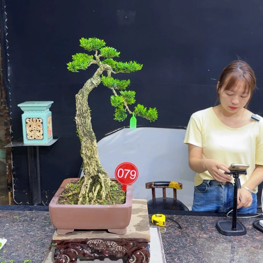 当前无花朵，栽培后可花朵