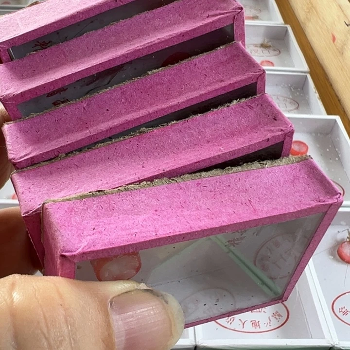 5只短须野大黄好好看