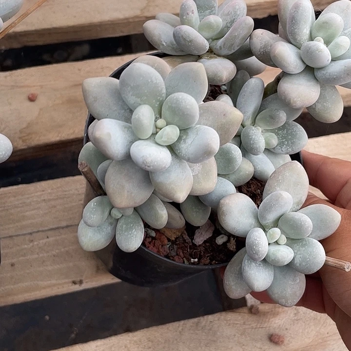 烟美人多肉植物群生928