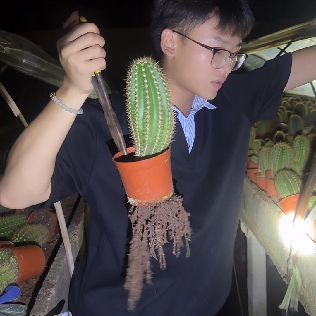 无花朵大满贯实生根毛花柱，不保高度，脱土