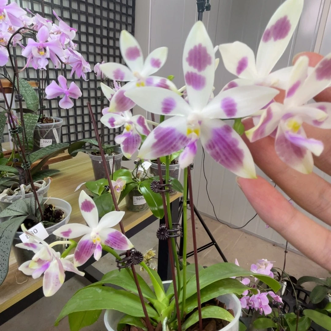 完全开放SWR雨点-1214