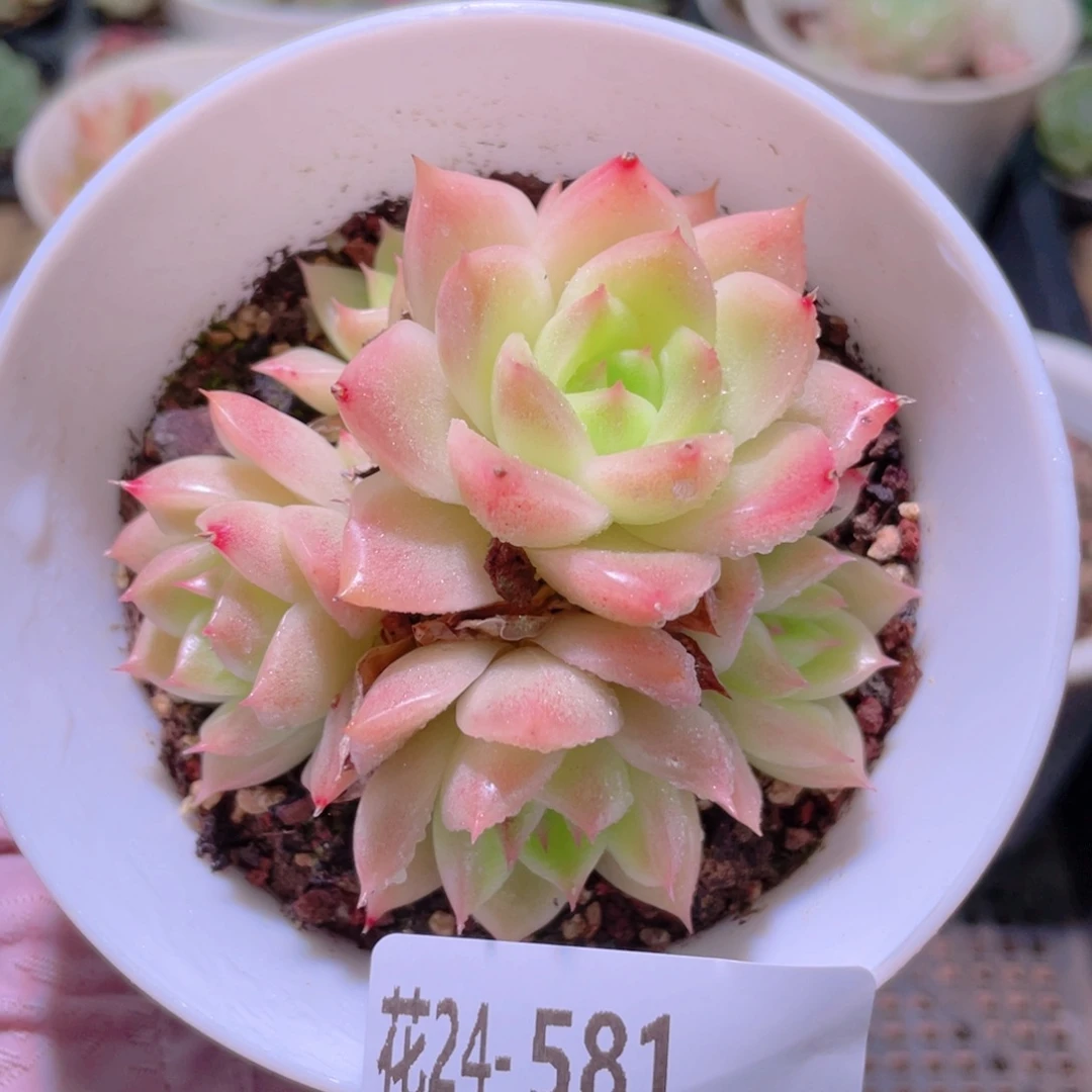 花利美24-581麦秆