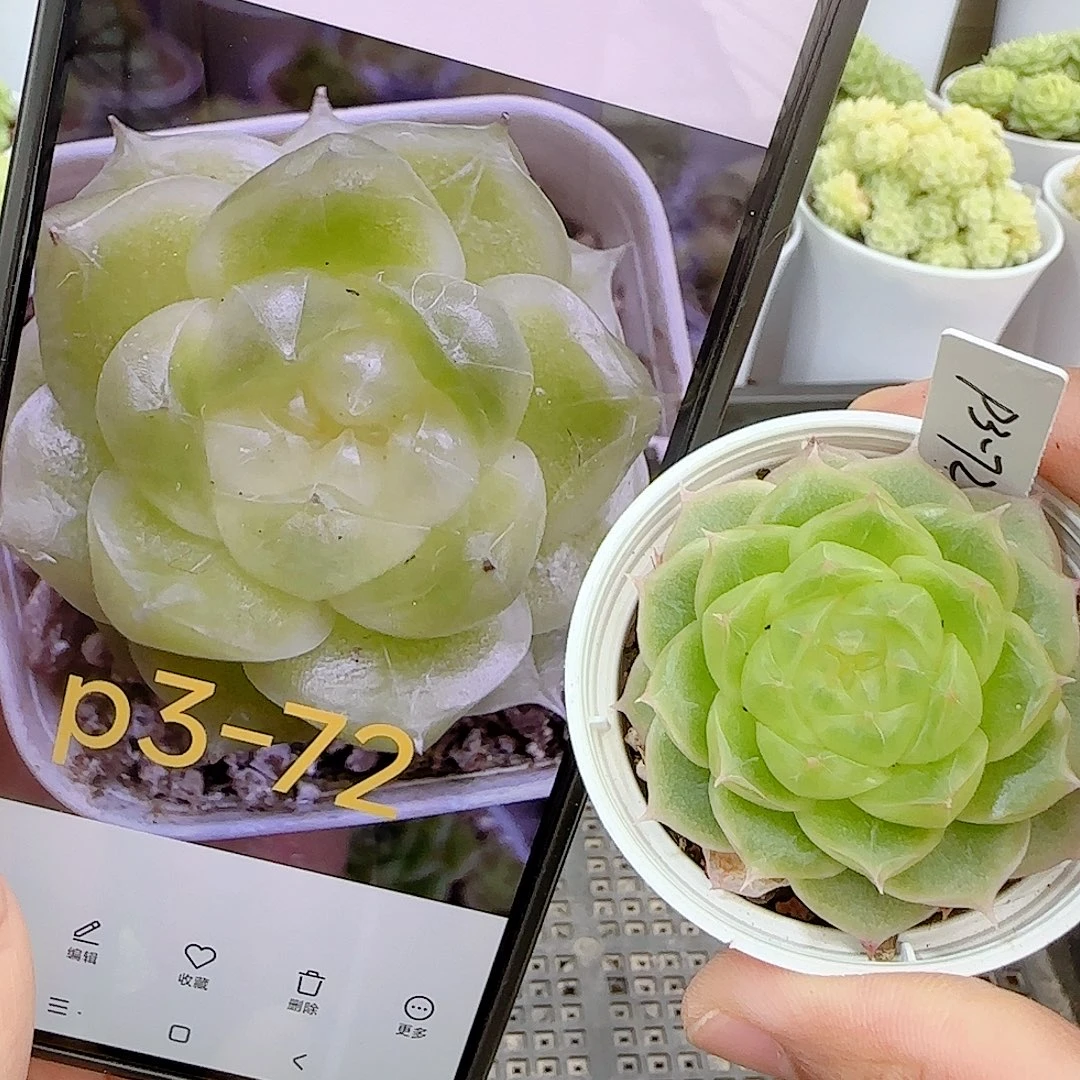【闪购商品】0926-55（p3-72）