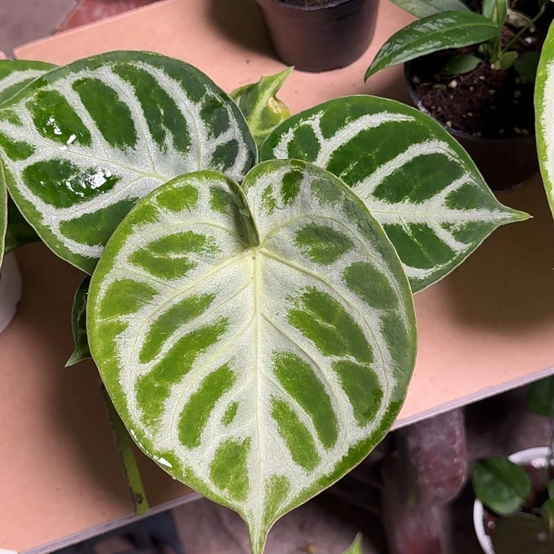 子****完全开放R184铜锣烧