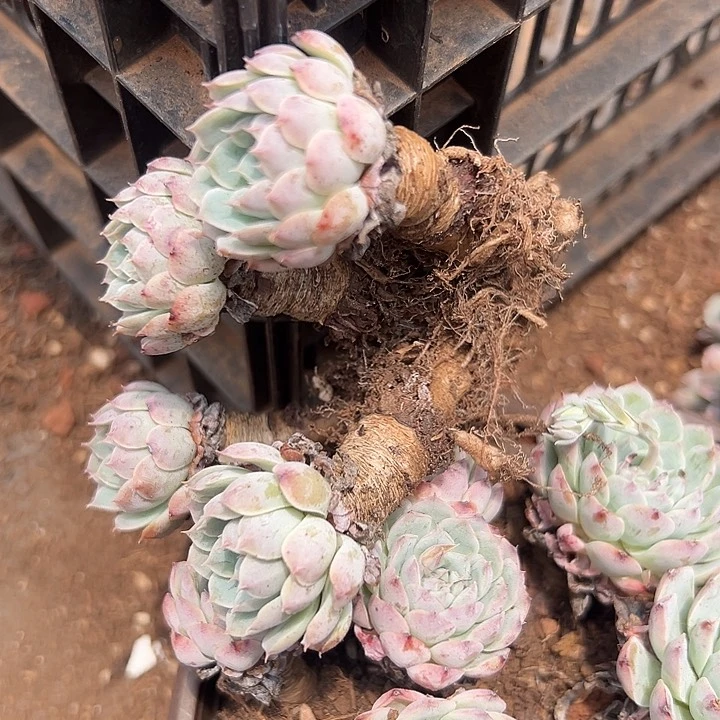 无花朵白色纸风车。