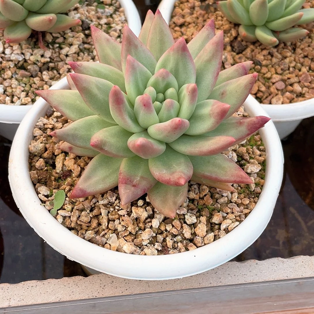 多肉植物一物一拍