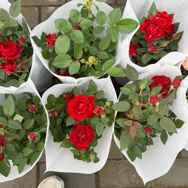 欧月小玫瑰新红色盆原盆1盆