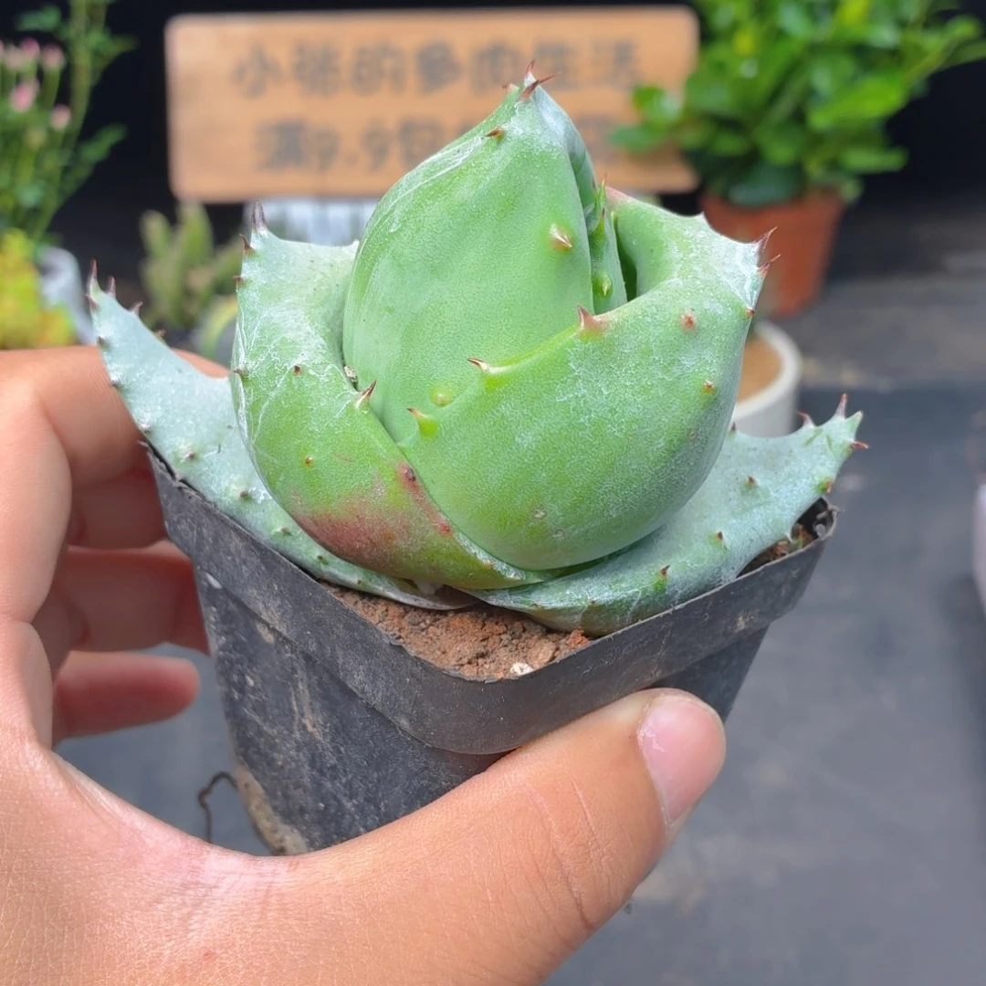 元宝芦荟9.9包邮发货