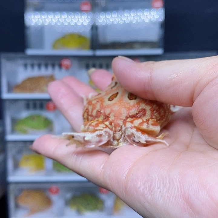 特价秒杀哇咔咔元