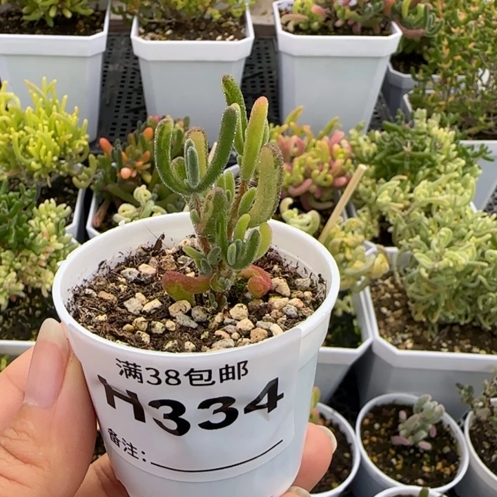 多肉植物枝干阴阳拉丝钻石黄锦