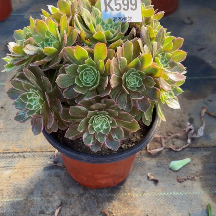 瑞妈，，，，。。。599万花筒