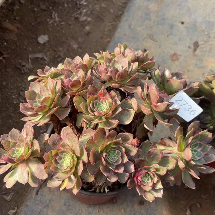 万花筒多肉处理不包断头2736