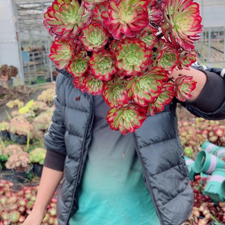 红铜超白露养多肉法师