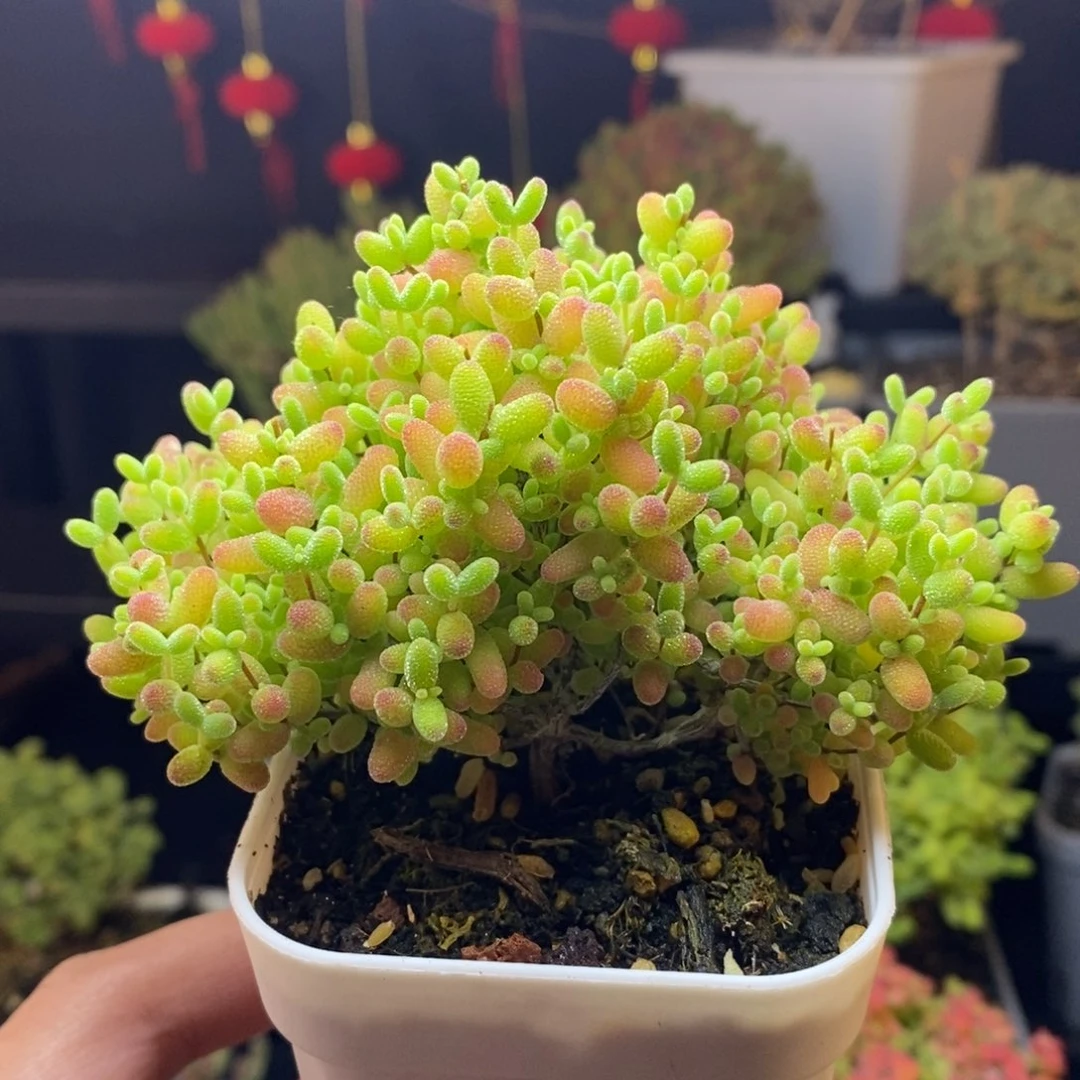 227号蜜橘糖球枝干多肉